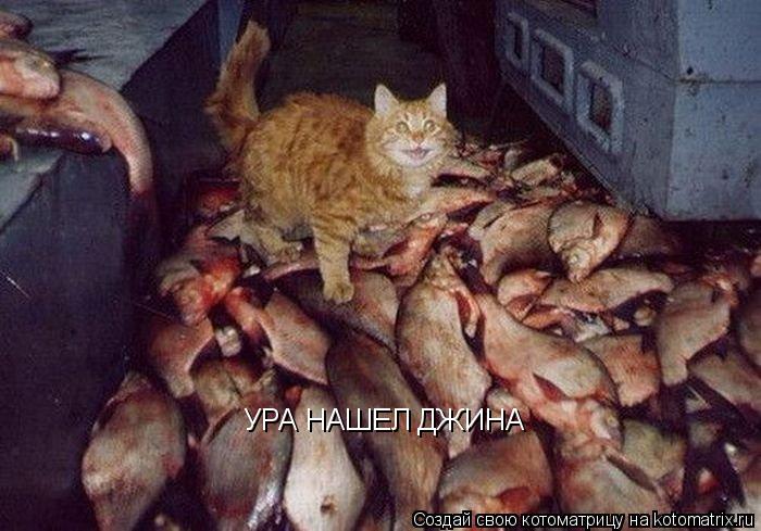 УРА НАШЕЛ ДЖИНА... Котоматрица: УРА НАШЕЛ ДЖИНА
