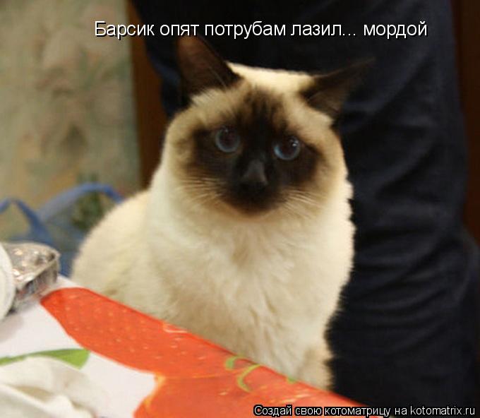 Барсик опят потрубам лазил... мордой... Котоматрица: Барсик опят потрубам лазил... мордой