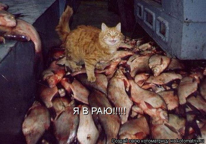 Я В РАЮ!!!!!... Котоматрица: Я В РАЮ!!!!!