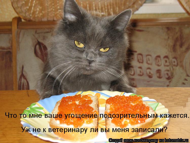 Что то мне ваше угощение подозрительным кажется. Уж не к ветеринару ли вы меня записали?... Котоматрица: Что то мне ваше угощение подозрительным кажется. Уж не к ветеринару ли вы меня записали?