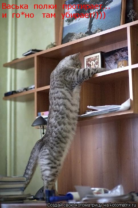 Васька полки протирает... и го*но там убирает!)))... Котоматрица: Васька полки протирает... и го*но там убирает!)))