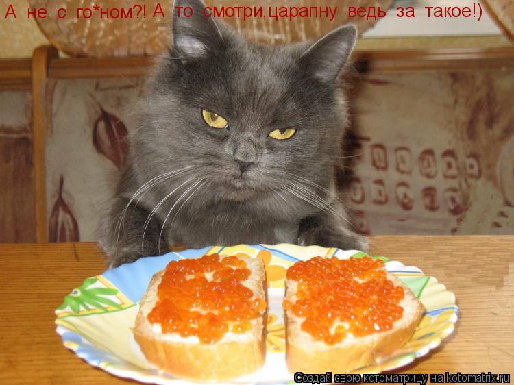 А не с го*ном?! А то смотри,царапну ведь за такое!)... Котоматрица: А не с го*ном?! А то смотри,царапну ведь за такое!)