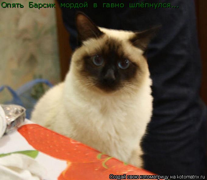 Опять Барсик мордой в гавно шлёпнулся...... Котоматрица: Опять Барсик мордой в гавно шлёпнулся...