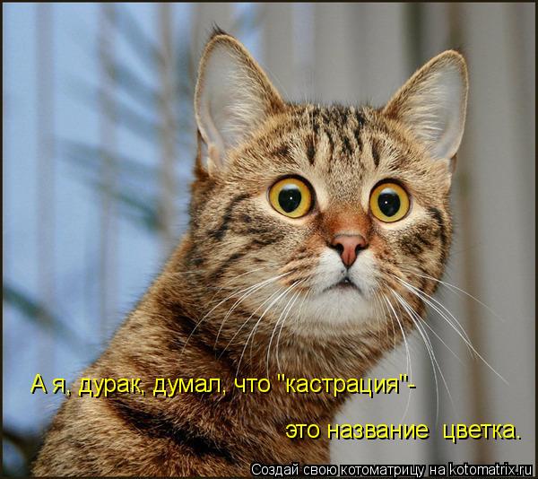 А я, дурак, думал, что "кастрация"- это название цветка.... Котоматрица: А я, дурак, думал, что "кастрация"- это название цветка.