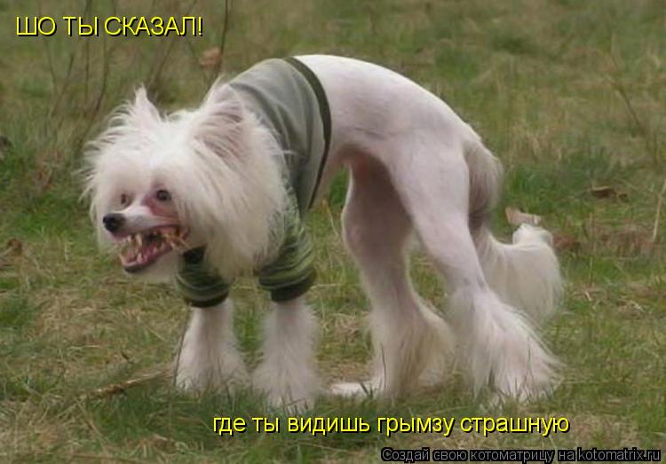 ШО ТЫ СКАЗАЛ! где ты видишь грымзу страшную... Котоматрица: ШО ТЫ СКАЗАЛ! где ты видишь грымзу страшную