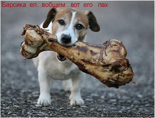 Барсика ел...вобщем...вот его пах... Котоматрица: Барсика ел...вобщем...вот его пах