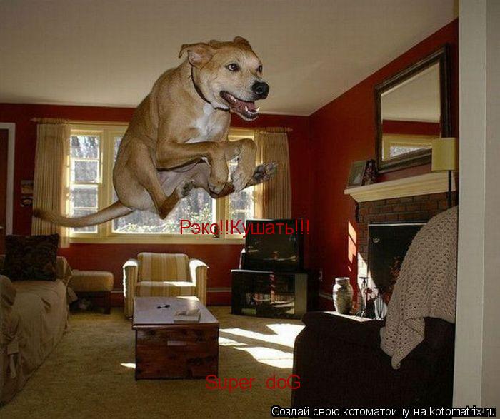 Super doG Рэкс!!Кушать!!!... Котоматрица: Super doG Рэкс!!Кушать!!!