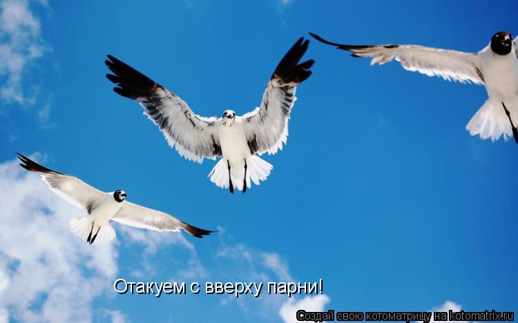 Отакуем с вверху парни!... Котоматрица: Отакуем с вверху парни!