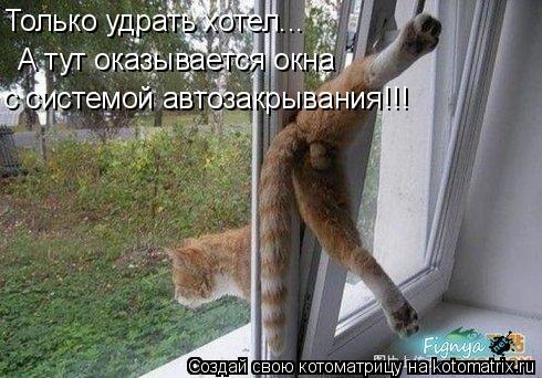 Только удрать хотел... А тут оказывается окна с системой автозакрывания!!!... Котоматрица: Только удрать хотел... А тут оказывается окна с системой автозакрывания!!!
