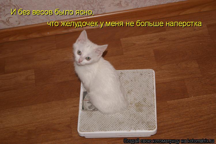 И без весов было ясно, что желудочек у меня не больше наперстка... Котоматрица: И без весов было ясно, что желудочек у меня не больше наперстка