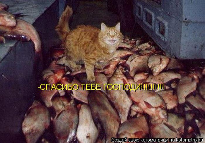 -СПАСИБО ТЕБЕ ГОСПОДИ!!!!!!!!!!... Котоматрица: -СПАСИБО ТЕБЕ ГОСПОДИ!!!!!!!!!!