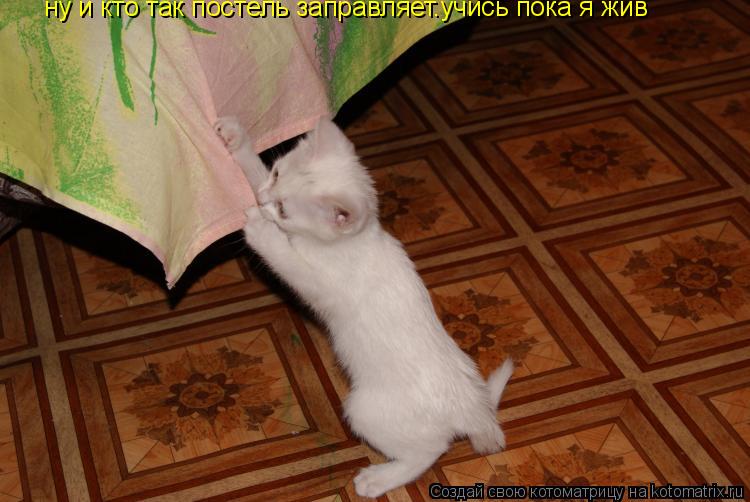 ну и кто так постель заправляет.учись пока я жив... Котоматрица: ну и кто так постель заправляет.учись пока я жив