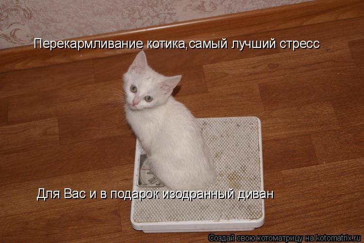 Перекармливание котика,самый лучший стресс Для Вас и в подарок изодранный диван... Котоматрица: Перекармливание котика,самый лучший стресс Для Вас и в подарок изодранный диван