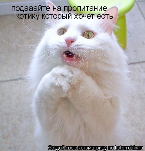 подааайте на пропитание котику который хочет есть... Котоматрица: подааайте на пропитание котику который хочет есть