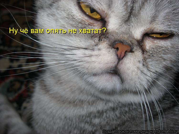 Ну чё вам опять не хватат?... Котоматрица: Ну чё вам опять не хватат?