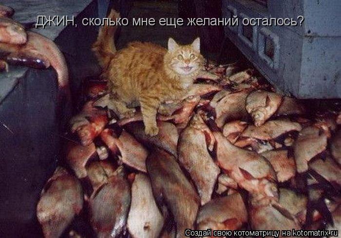ДЖИН, сколько мне еще желаний осталось?... Котоматрица: ДЖИН, сколько мне еще желаний осталось?