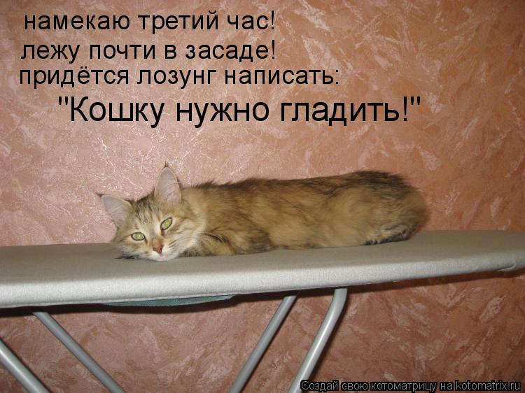намекаю третий час! лежу почти в засаде! придётся лозунг написать: "Кошку нужно гладить!"... Котоматрица: намекаю третий час! лежу почти в засаде! придётся лозунг написать: "Кошку нужно гладить!"