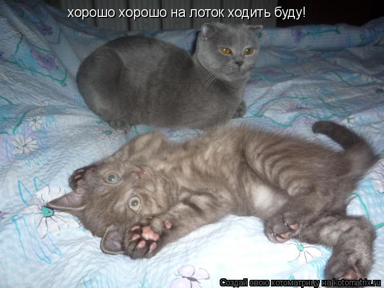 хорошо хорошо на лоток ходить буду!... Котоматрица: хорошо хорошо на лоток ходить буду!