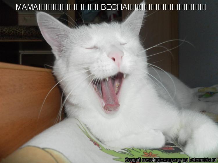 МАМА!!!!!!!!!!!!!!!!!!!!!!!!!! ВЕСНА!!!!!!!!!!!!!!!!!!!!!!!!!!!!!!!!!!... Котоматрица: МАМА!!!!!!!!!!!!!!!!!!!!!!!!!! ВЕСНА!!!!!!!!!!!!!!!!!!!!!!!!!!!!!!!!!!