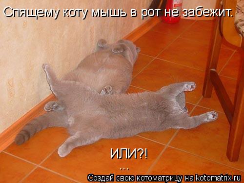 Спящему коту мышь в рот не забежит. ИЛИ?! ...... Котоматрица: Спящему коту мышь в рот не забежит. ИЛИ?! ...
