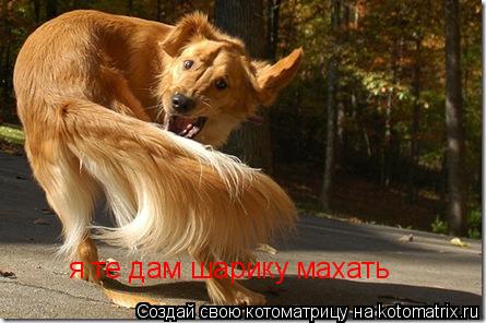 я те дам шарику махать... Котоматрица: я те дам шарику махать