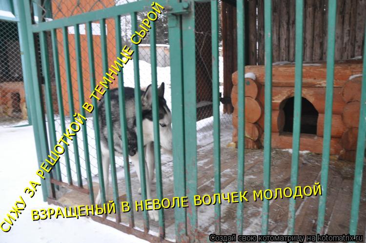 СИЖУ ЗА РЕШОТКОЙ В ТЕМНИЦЕ СЫРОЙ ВЗРАЩЕНЫЙ В НЕВОЛЕ ВОЛЧЕК МОЛОДОЙ... Котоматрица: СИЖУ ЗА РЕШОТКОЙ В ТЕМНИЦЕ СЫРОЙ ВЗРАЩЕНЫЙ В НЕВОЛЕ ВОЛЧЕК МОЛОДОЙ