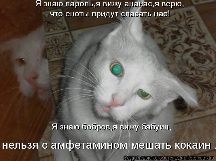 Я знаю пароль,я вижу ананас,я верю, что еноты придут спасать нас! Я знаю бобров,я вижу бабуин, нельзя... Котоматрица: Я знаю пароль,я вижу ананас,я верю, что еноты придут спасать нас! Я знаю бобров,я вижу бабуин, нельзя с амфетамином мешать кокаин .....