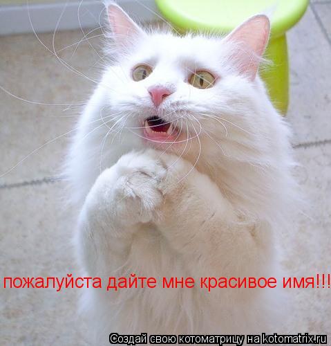 пожалуйста дайте мне красивое имя!!!... Котоматрица: пожалуйста дайте мне красивое имя!!!