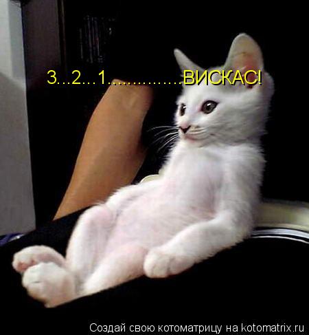 3...2...1...............ВИСКАС!... Котоматрица: 3...2...1...............ВИСКАС!