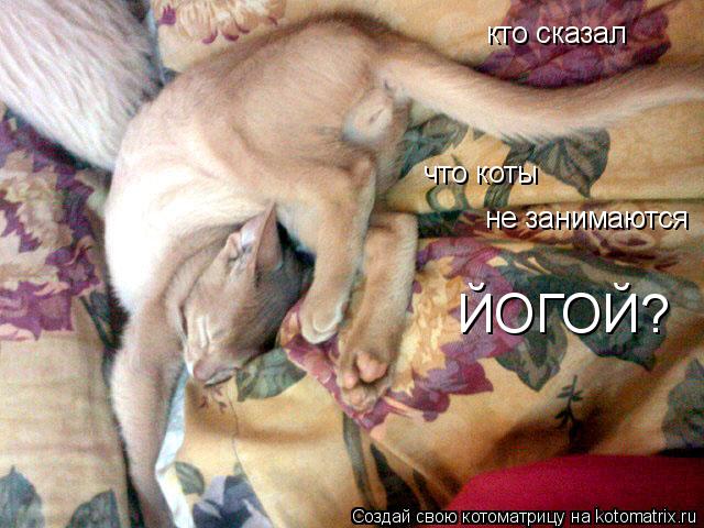 кто сказал что коты не занимаются ЙОГОЙ?