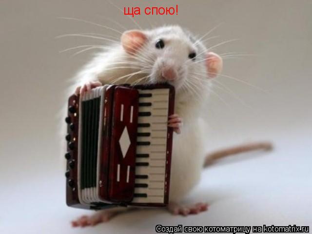 ща спою!... Котоматрица: ща спою!