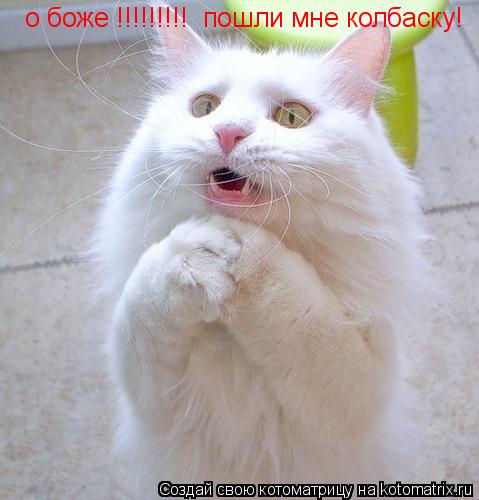 о боже !!!!!!!!! пошли мне колбаску!... Котоматрица: о боже !!!!!!!!! пошли мне колбаску!