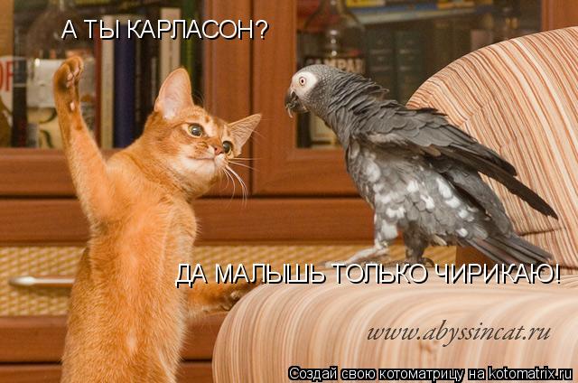 А ТЫ КАРЛАСОН? ДА МАЛЫШЬ ТОЛЬКО ЧИРИКАЮ!... Котоматрица: А ТЫ КАРЛАСОН? ДА МАЛЫШЬ ТОЛЬКО ЧИРИКАЮ!