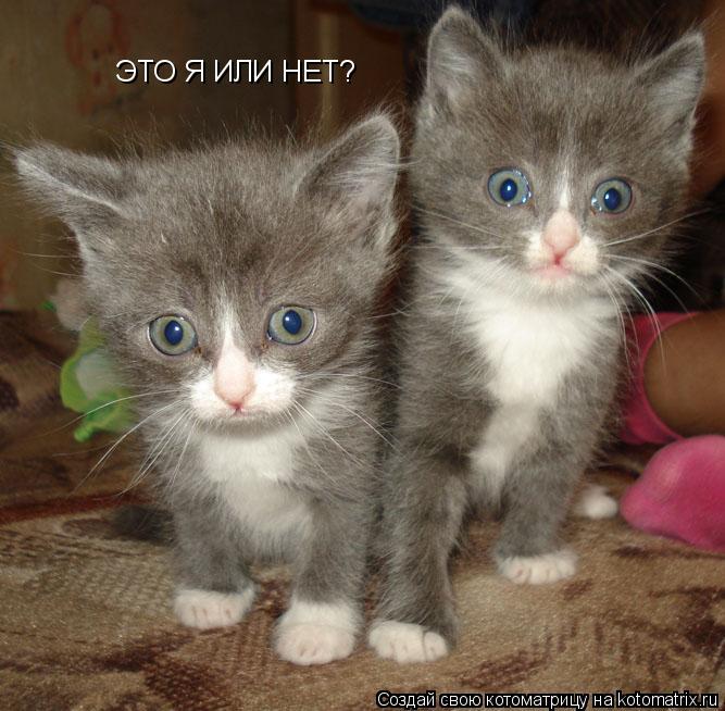 ЭТО Я ИЛИ НЕТ?... Котоматрица: ЭТО Я ИЛИ НЕТ?