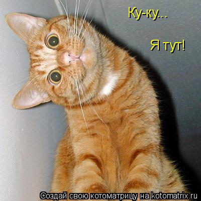 Ку-ку... Я тут!... Котоматрица: Ку-ку... Я тут!