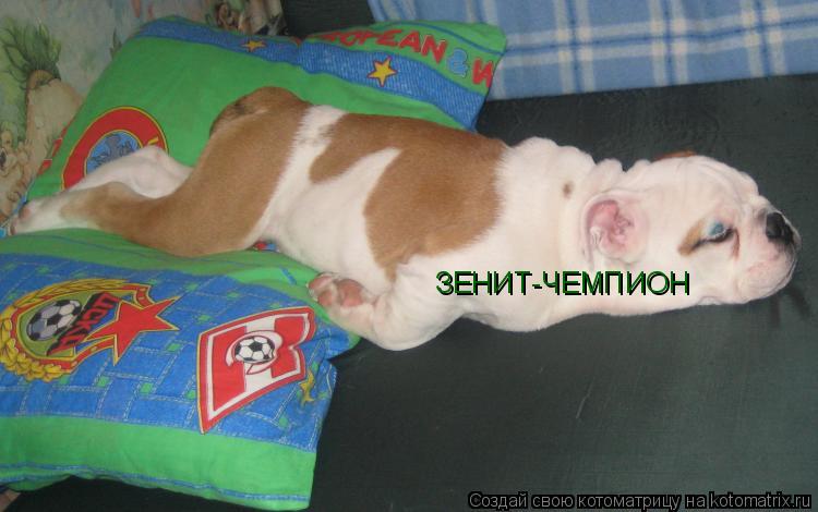 ЗЕНИТ-ЧЕМПИОН... Котоматрица: ЗЕНИТ-ЧЕМПИОН