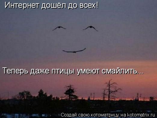 Интернет дошёл до всех! Теперь даже птицы умеют смайлить...... Котоматрица: Интернет дошёл до всех! Теперь даже птицы умеют смайлить...