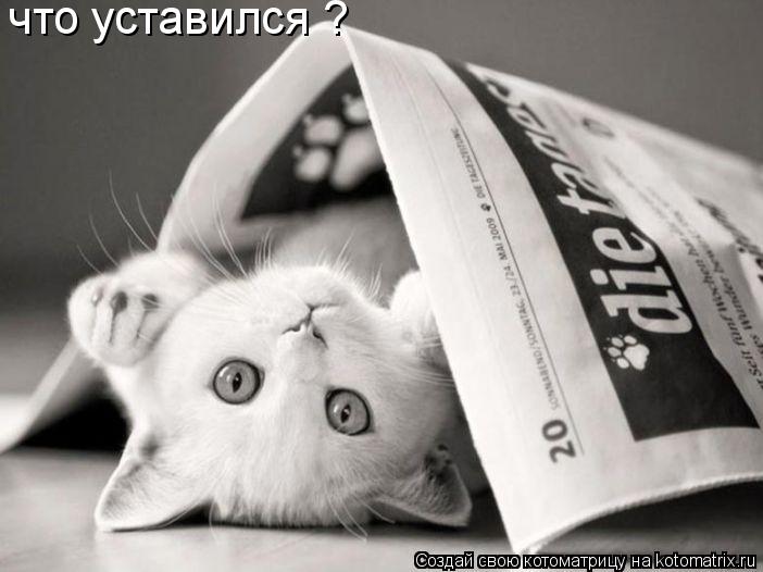 что уставился ?... Котоматрица: что уставился ?