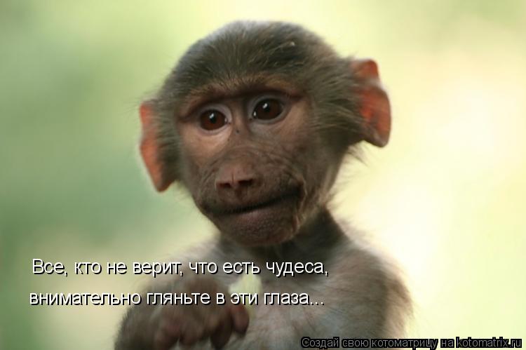 Все, кто не верит, что есть чудеса, внимательно гляньте в эти глаза...... Котоматрица: Все, кто не верит, что есть чудеса, внимательно гляньте в эти глаза...