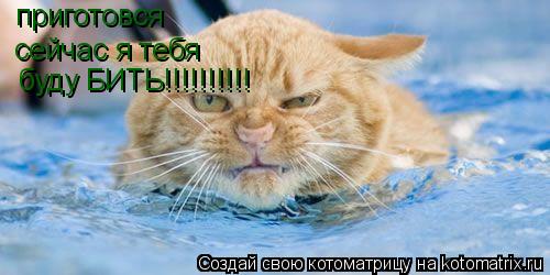 приготовся сейчас я тебя буду БИТЬ!!!!!!!!!!... Котоматрица: приготовся сейчас я тебя буду БИТЬ!!!!!!!!!!
