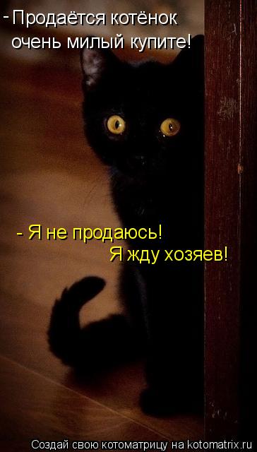 Продаётся котёнок очень милый купите! - Я не продаюсь! Я жду хозяев! -... Котоматрица: Продаётся котёнок очень милый купите! - Я не продаюсь! Я жду хозяев! -