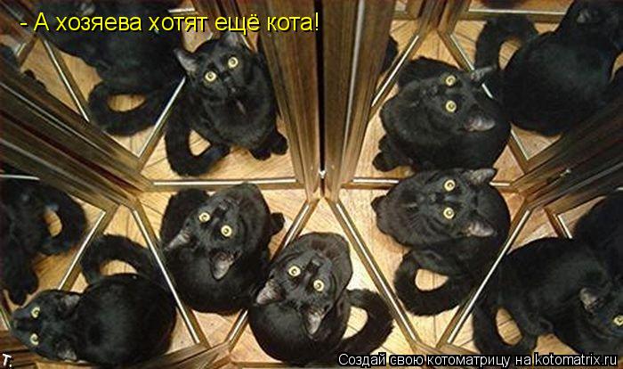 - А хозяева хотят ещё кота!... Котоматрица: - А хозяева хотят ещё кота!