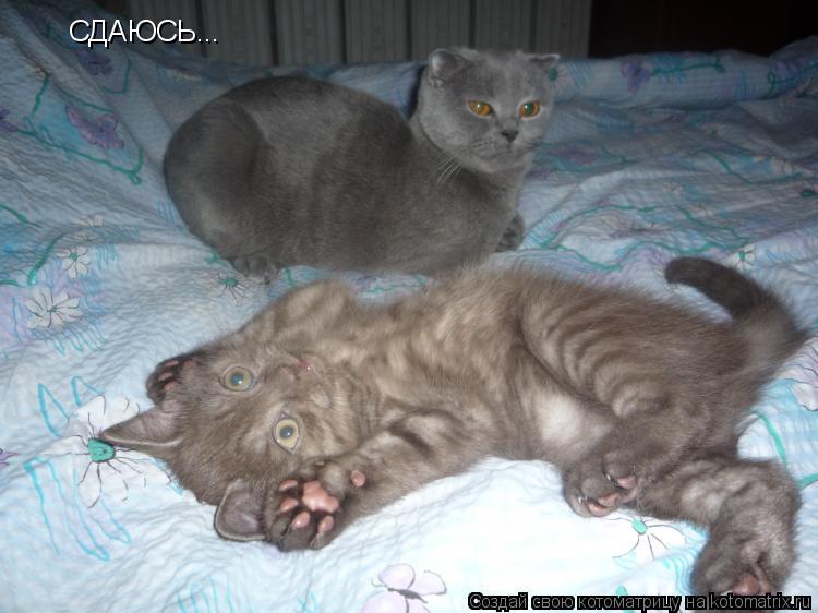 СДАЮСЬ...... Котоматрица: СДАЮСЬ...