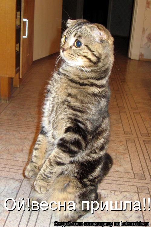 Ой!весна пришла!!!!!... Котоматрица: Ой!весна пришла!!!!!