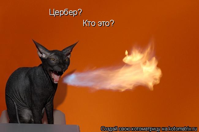 Цербер? Кто это?... Котоматрица: Цербер? Кто это?