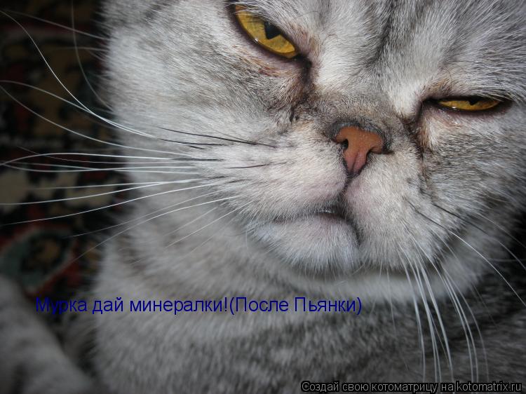 Мурка дай минералки!(После Пьянки)... Котоматрица: Мурка дай минералки!(После Пьянки)