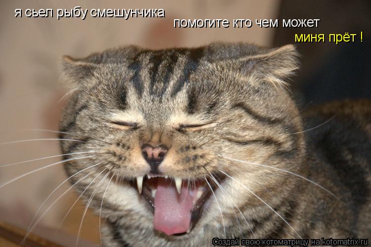 я сьел рыбу смешунчика помогите кто чем может миня прёт !... Котоматрица: я сьел рыбу смешунчика помогите кто чем может миня прёт !