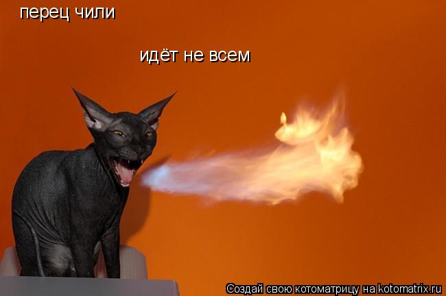 перец чили идёт не всем... Котоматрица: перец чили идёт не всем