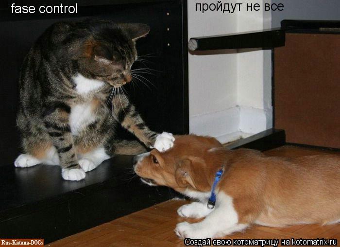 fase control пройдут не все... Котоматрица: fase control пройдут не все