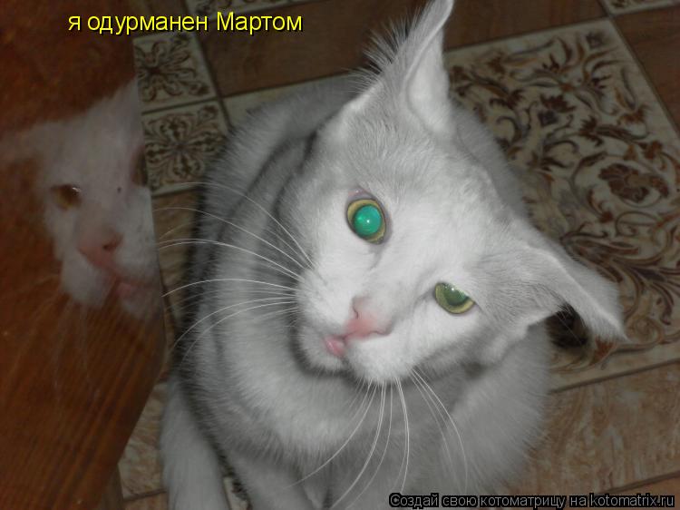 я одурманен Мартом... Котоматрица: я одурманен Мартом